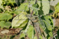 directory_images/Pflanzen im Spreewald/9 Pflanzen in Spreewaldgarten/Gemuese/Andenbeere-3c_Physalis-peruviana.jpg